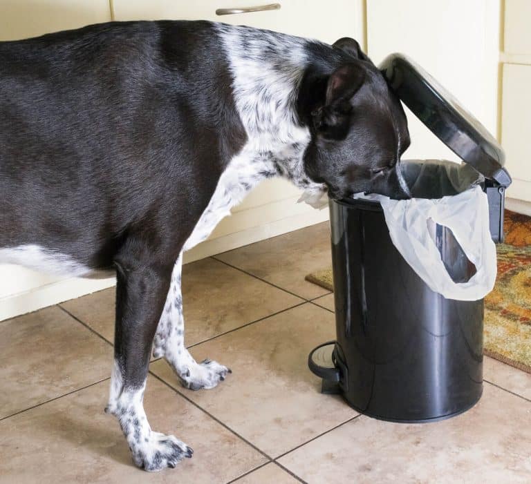 The 13 Best Dog Proof Trash Cans [For Any Style Of Home] ChatterSource