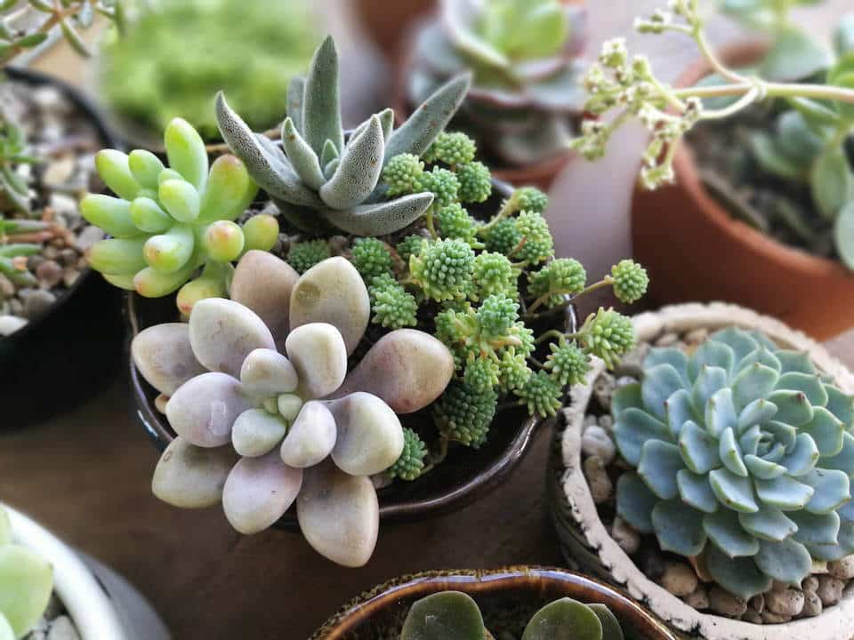 Where You Can Buy Succulents Online [And Why Shop Virtually] ChatterSource