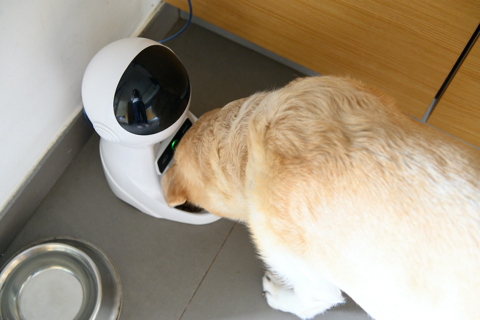 The 9 Best Dog Cameras To Watch Your Pets While You Are Away