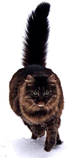 Maine Coon cat walking 