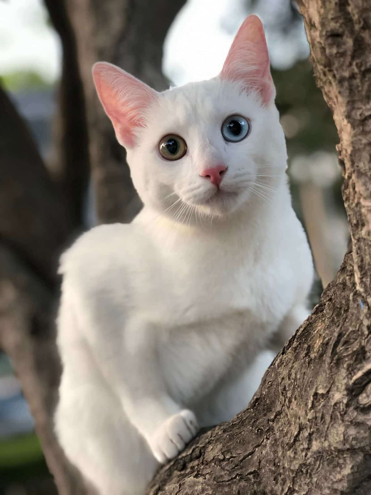 The Most Expensive Apl Kittens A Look Into The World Of Feline Luxury - cnijvtb