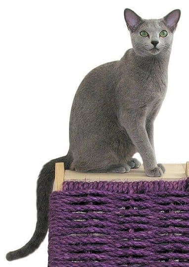 The Russian Blue cat sitting and staring with green eyes 