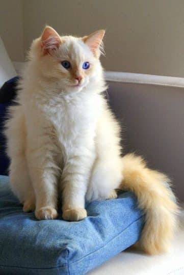 A beautiful ragdoll cat with blue eyes 