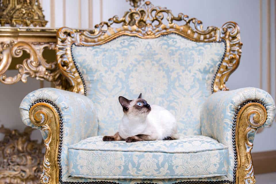 18 Most Expensive Cat Breeds In The World ChatterSource