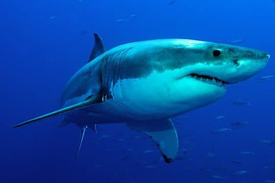 Upclose image of a shark