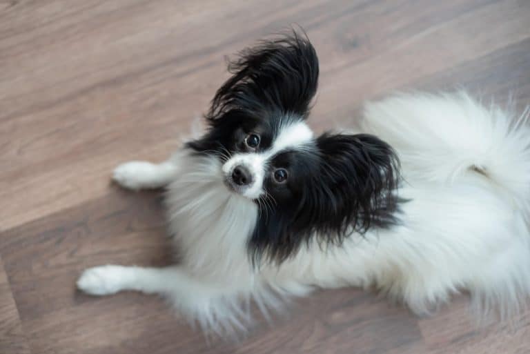 13 Best Small Dog Breeds For Families [Household Guide] ChatterSource