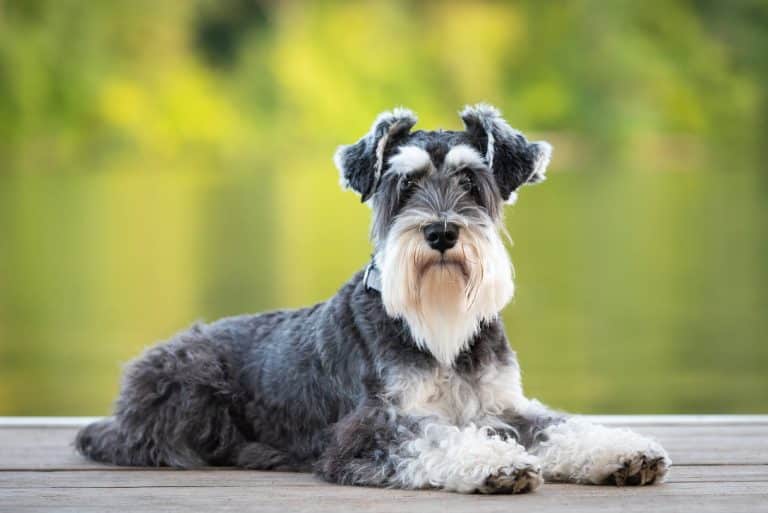 13 Best Small Dog Breeds For Families [Household Guide] ChatterSource