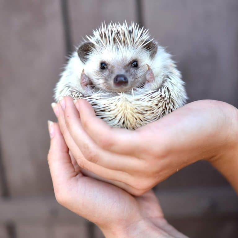 Everything You Need To Know About Owning A Pet Hedgehog ChatterSource