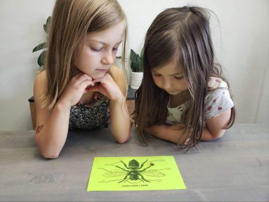 Two girls looking at bee anatomy