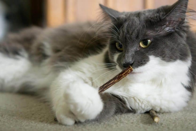 14 Best Chew Toys For Cats [For Razor Sharp Teeth] ChatterSource