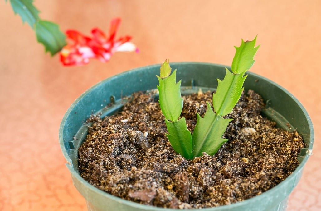 How To Root A Christmas Cactus In Water Or Dirt ChatterSource