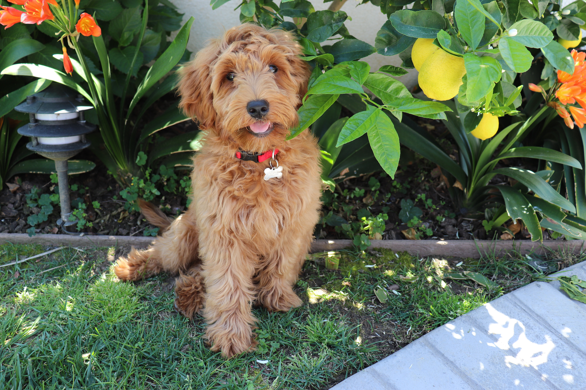 Adorable poodle representing dogs that don't shed