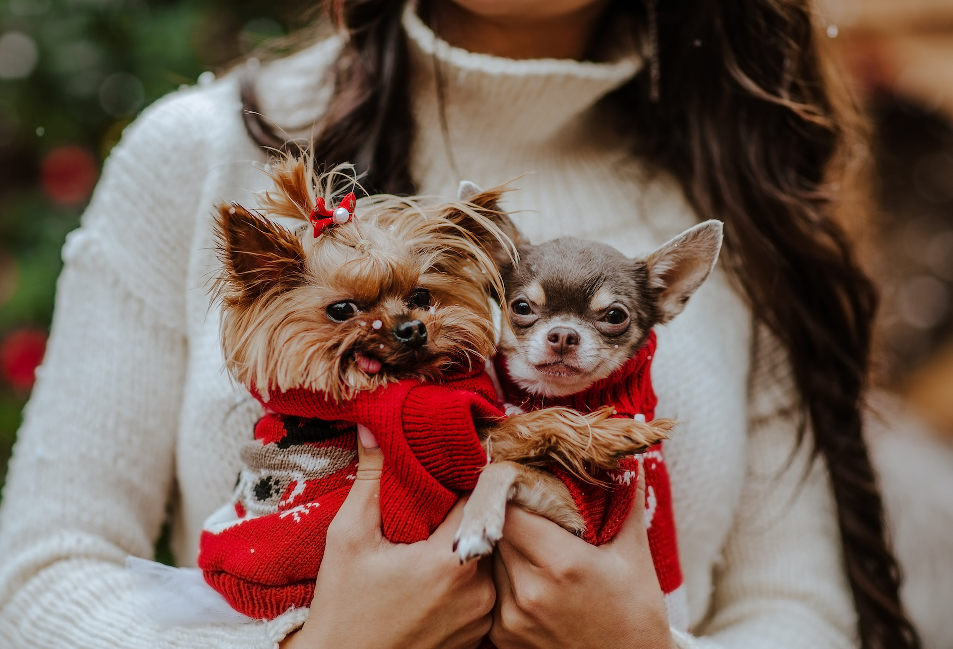 Woman holding two dogs in sweaters