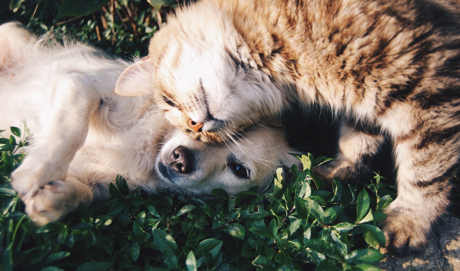 Cat and dog cuddling in the grass