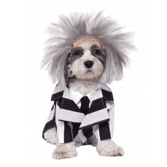 Beetlejuice Dog Costume