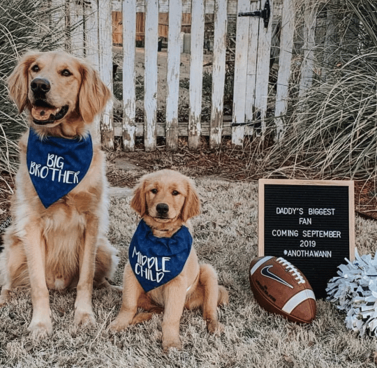 Dogs with gender reveal bandanas on