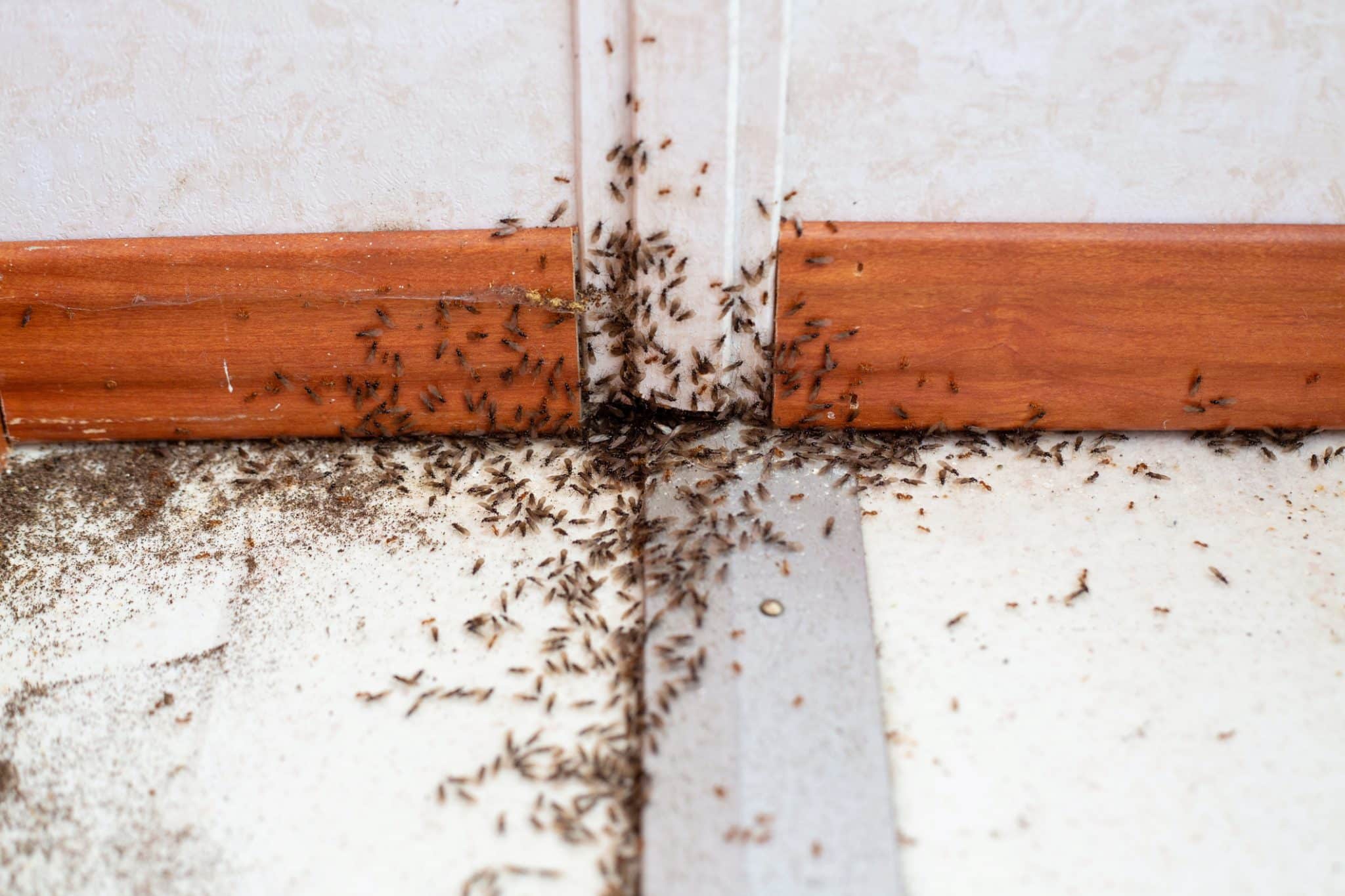 How To Kill Ants With Baking Soda [The Safe And NonToxic Way