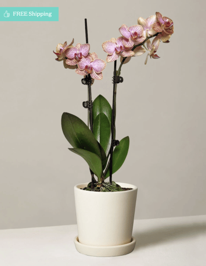 An Orchid From The Sill