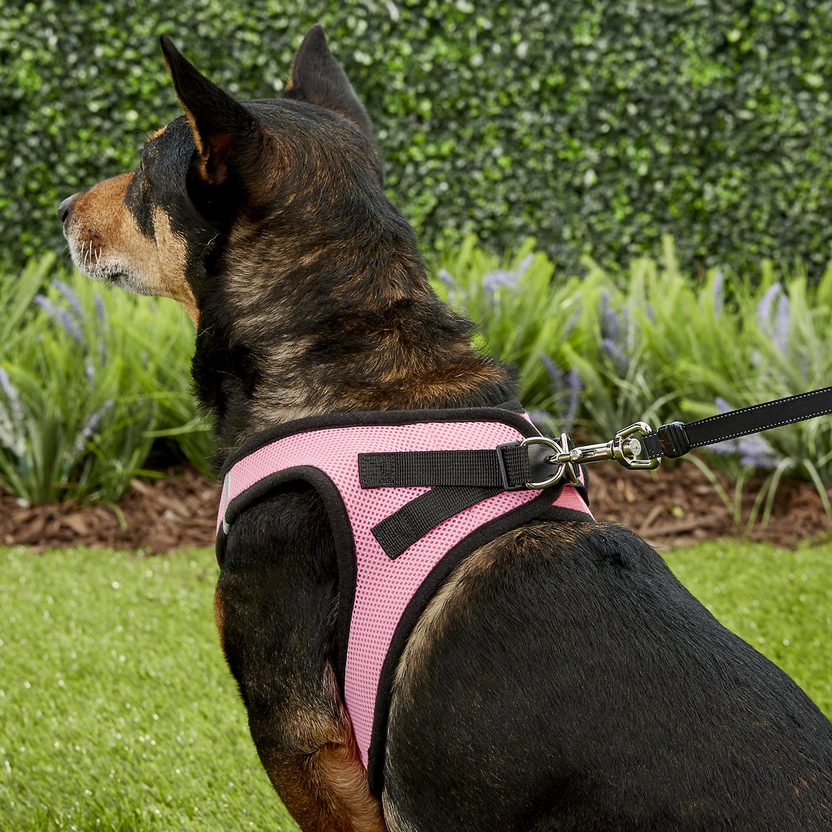 Durable Dog Harness