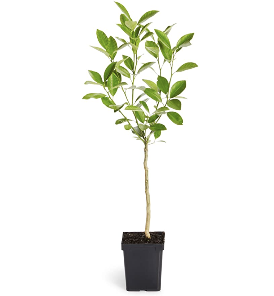 Calamondin Orange Tree