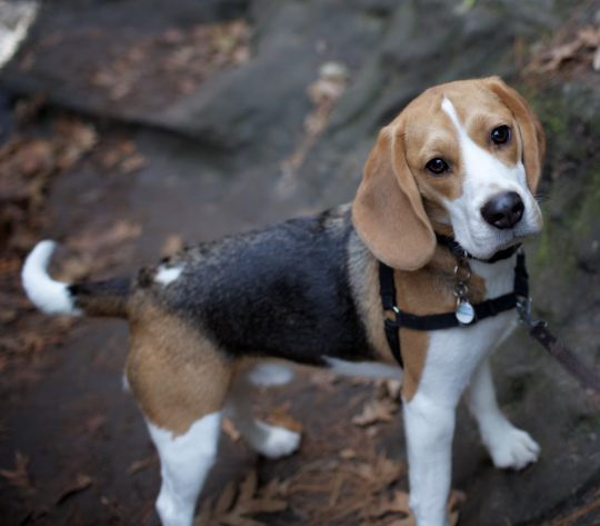 Beagle