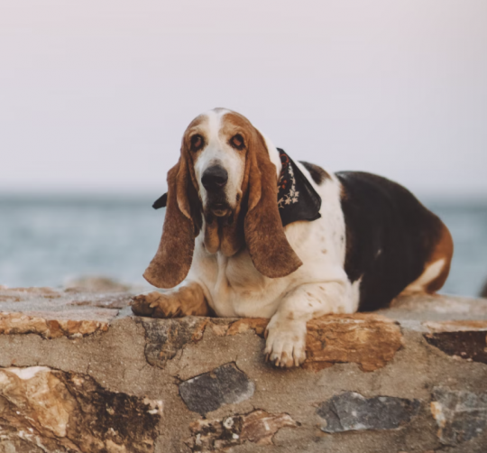 Basset Hound