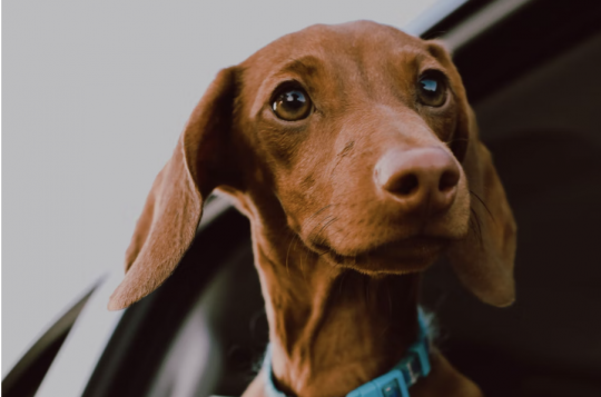 Dachshund