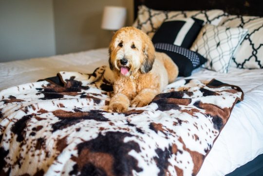 Dog on a Bully Bed Faux fur waterproof blanket