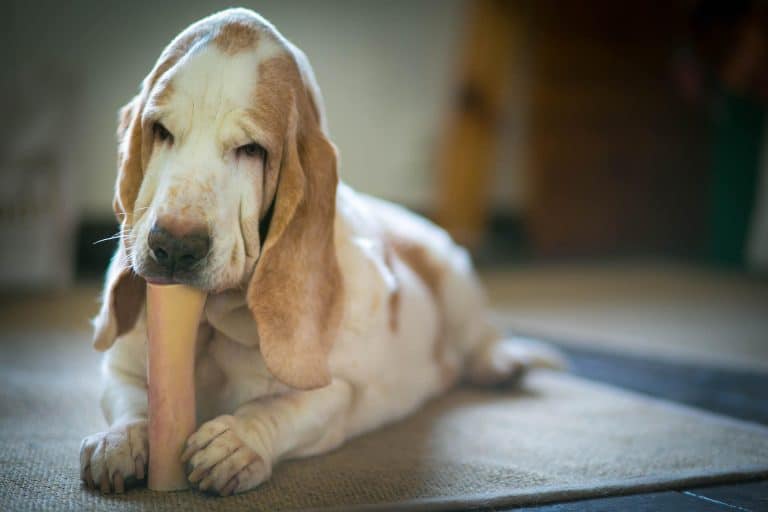 The 15 Best Long Lasting Dog Chews For Extreme Chewers [Reviewed]